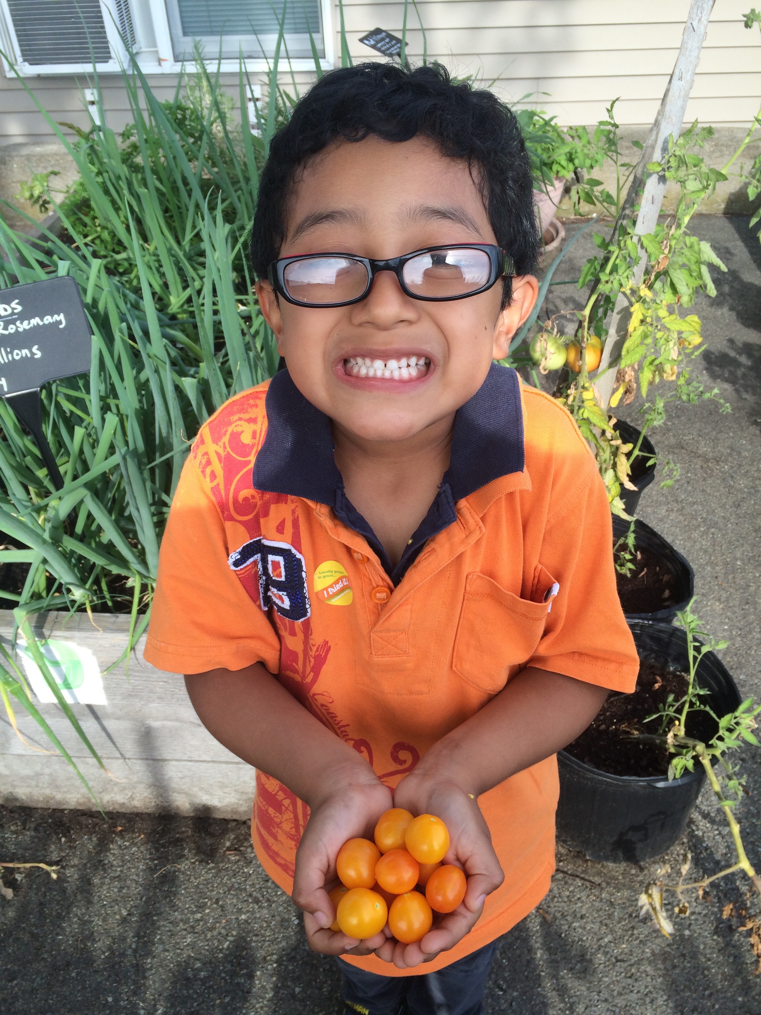 Smiling boy wearing glasses and an orange shirt holding a handful of yellow and orange cherry tomatoes in a garden.