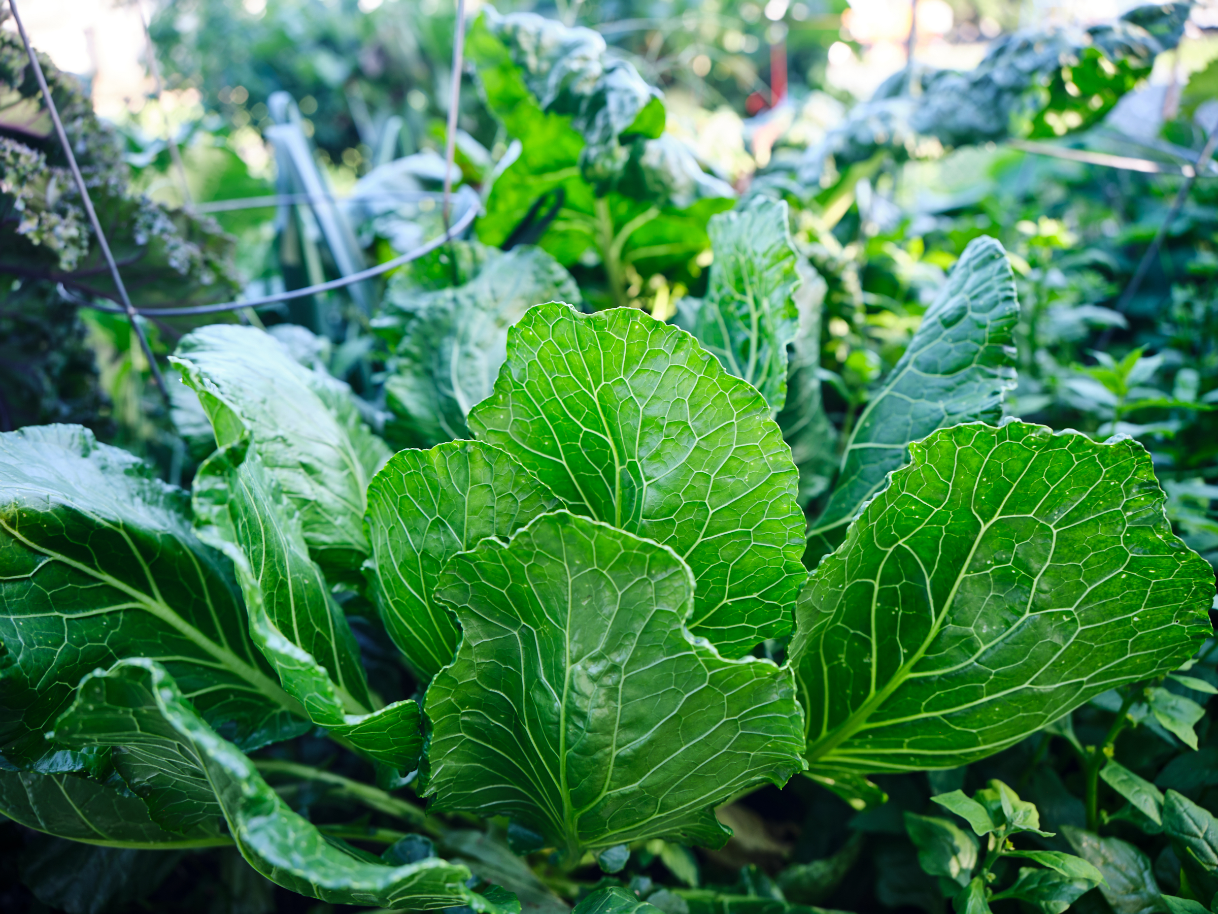 Close-up of large green cabbage leaves growing in a lush community garden.