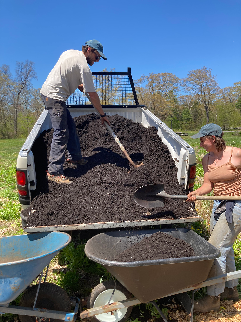 Two people shoveling dark soil from the back of a white pickup truck into wheelbarrows on a sunny day in a grassy outdoor area.