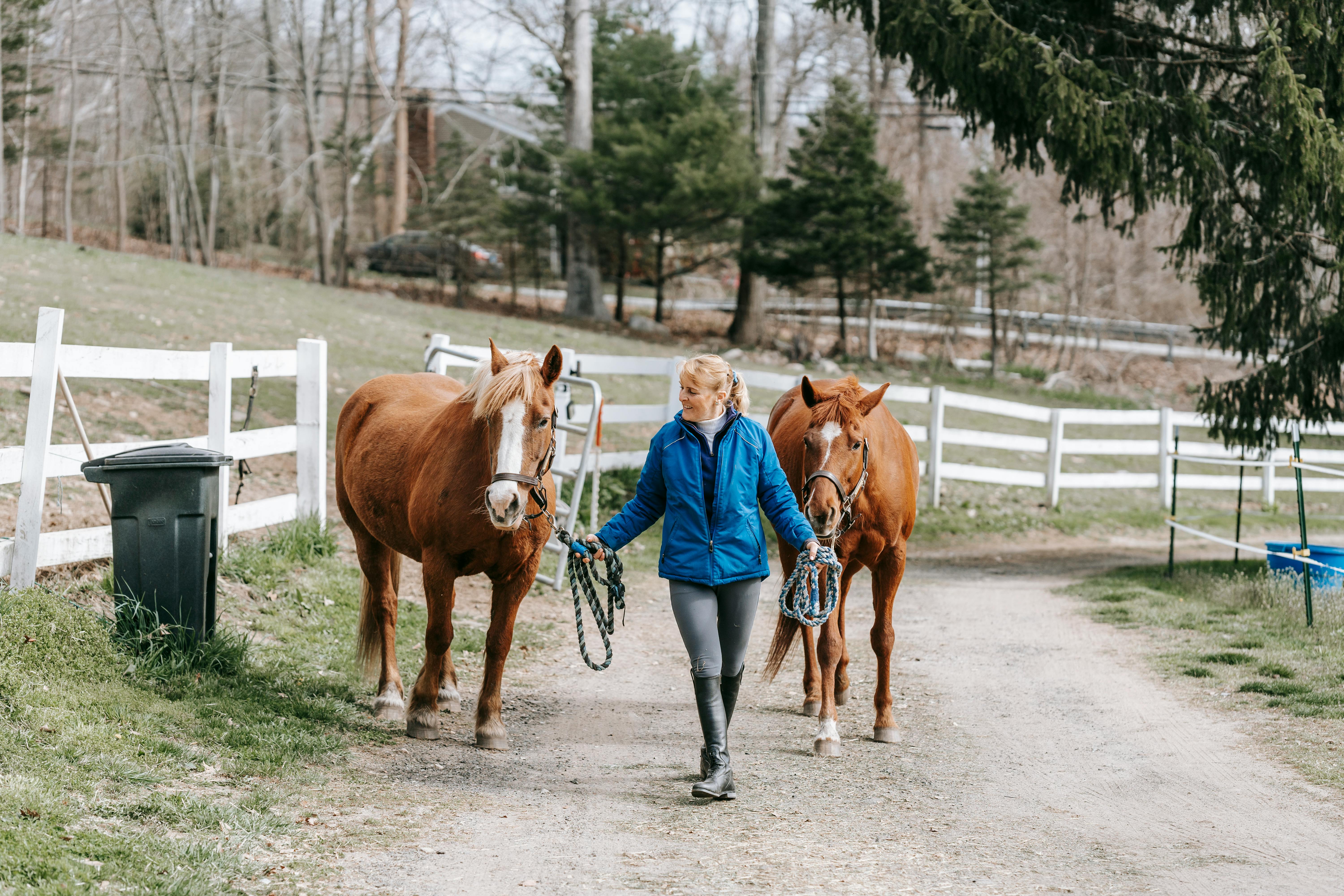 Woman in blue jacket walking two brown horses on a dirt path beside white wooden fences.