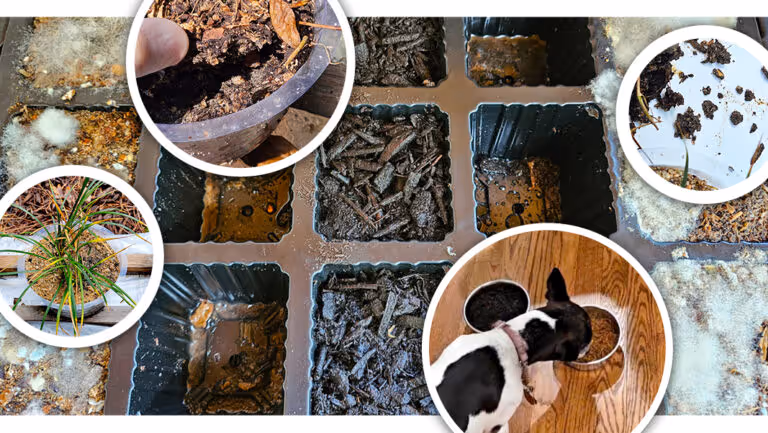 Plastic seedling tray with soil and fungus growth, surrounded by close-ups showing moldy soil, a potted plant, a dog eating from bowls, and soil in a white container.