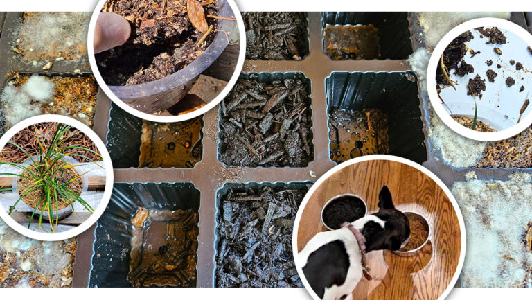 Plastic seedling tray with soil and fungus growth, surrounded by close-ups showing moldy soil, a potted plant, a dog eating from bowls, and soil in a white container.