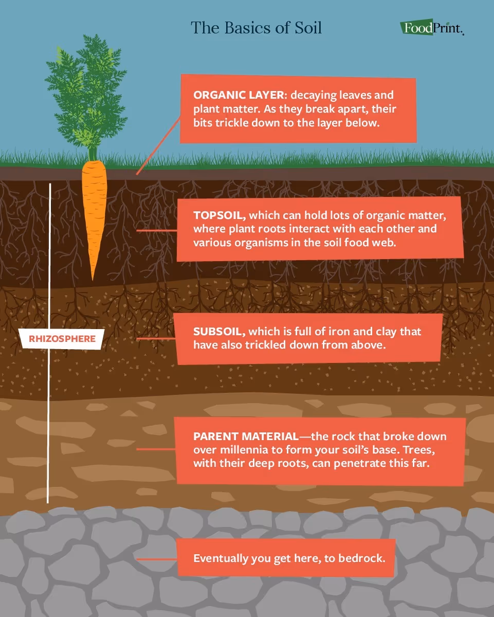 Diagram showing soil layers with a carrot plant, including organic layer, topsoil, subsoil, parent material, and bedrock, with descriptions of each layer.