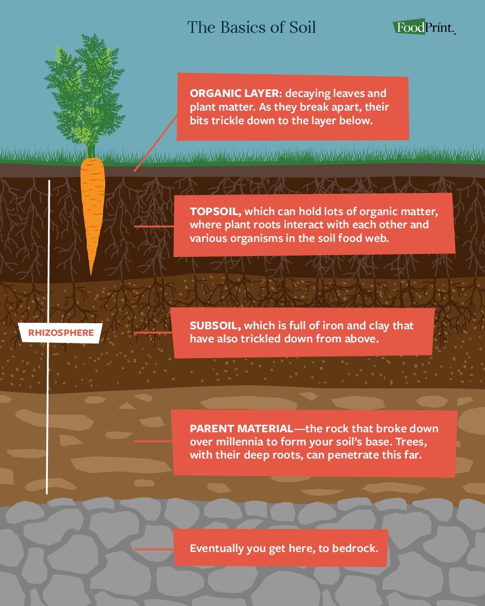 Diagram showing soil layers with a carrot plant, including organic layer, topsoil, subsoil, parent material, and bedrock, with descriptions of each layer.