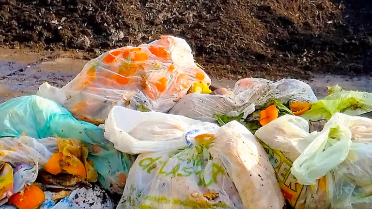Several plastic bags filled with vegetable scraps and food waste on soil, suggesting organic waste collection or composting.