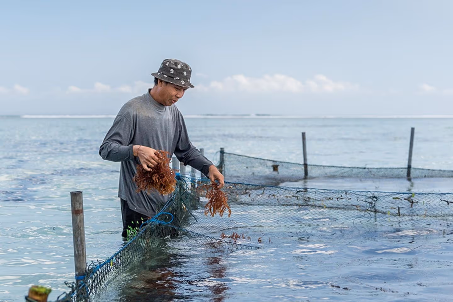 Man in a bucket hat harvesting seaweed in shallow ocean water enclosed by nets.