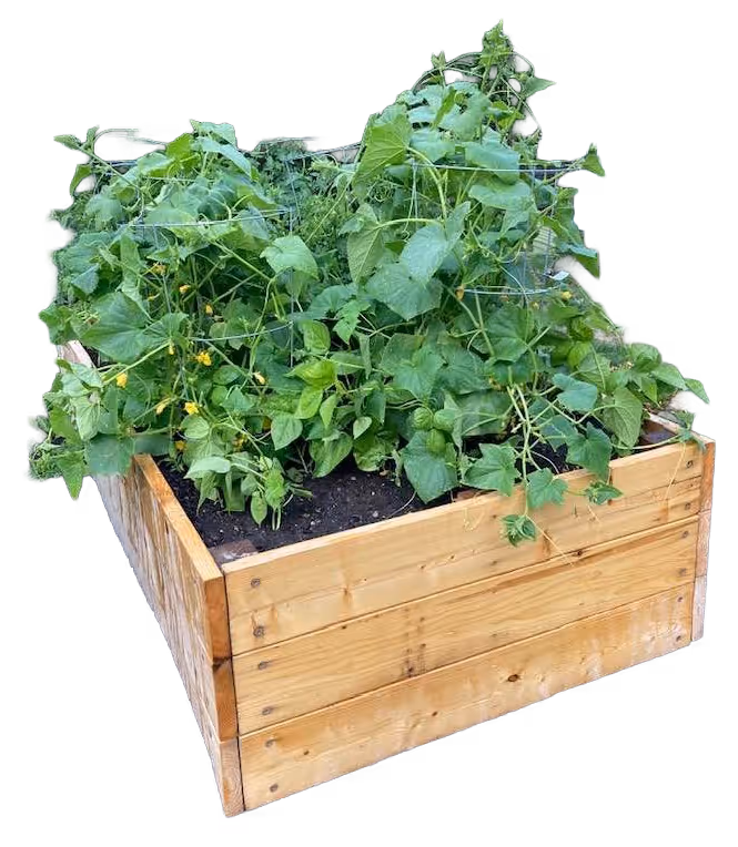 Wooden raised garden bed filled with green leafy plants supported by wire cages.