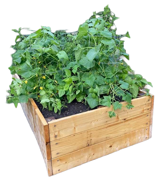 Wooden raised garden bed filled with green leafy plants supported by wire cages.