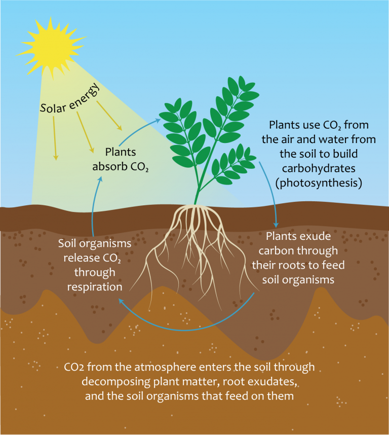 Diagram showing the soil carbon cycle with solar energy fueling plants that absorb CO2, produce carbohydrates, exude carbon through roots to soil organisms, which release CO2 through respiration, and CO2 entering soil via decomposing matter and root exudates.