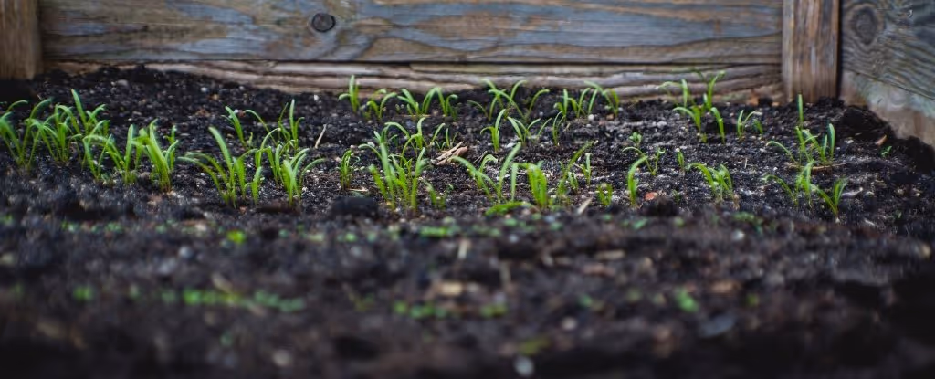 Young green seedlings sprouting from dark soil in a wooden planter box.