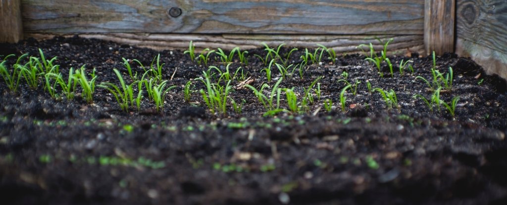Young green seedlings sprouting from dark soil in a wooden planter box.