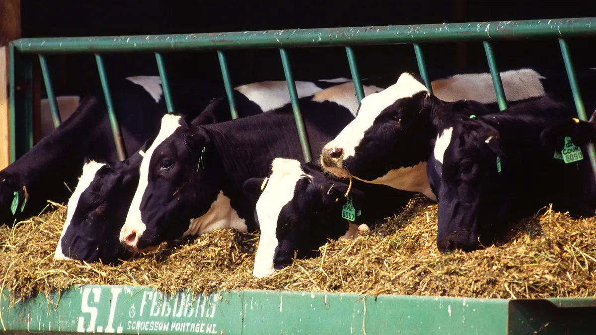 Group of black and white dairy cows eating hay inside a green metal feeding rack.