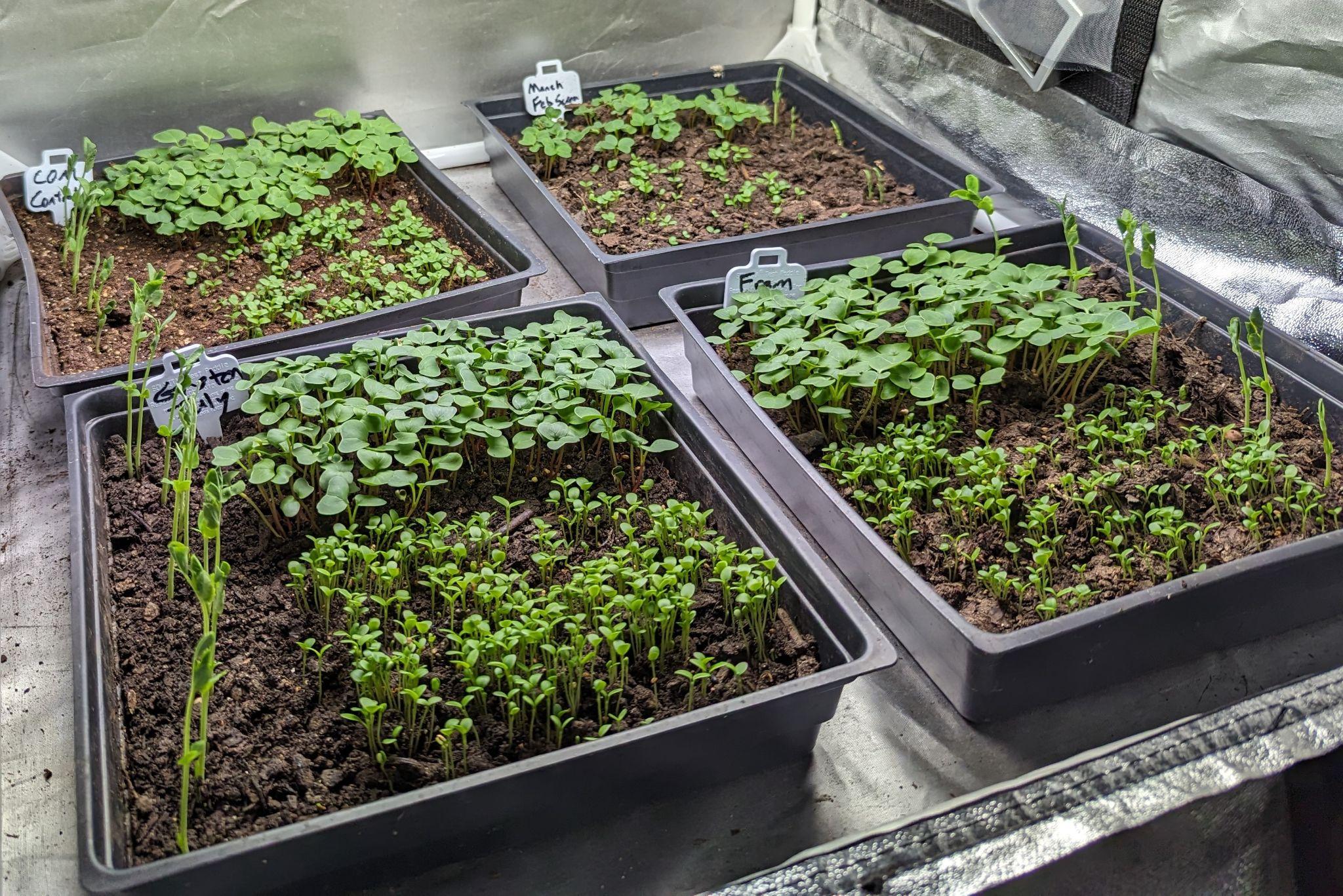 Four black trays with various young green seedlings growing in soil inside a reflective grow tent.