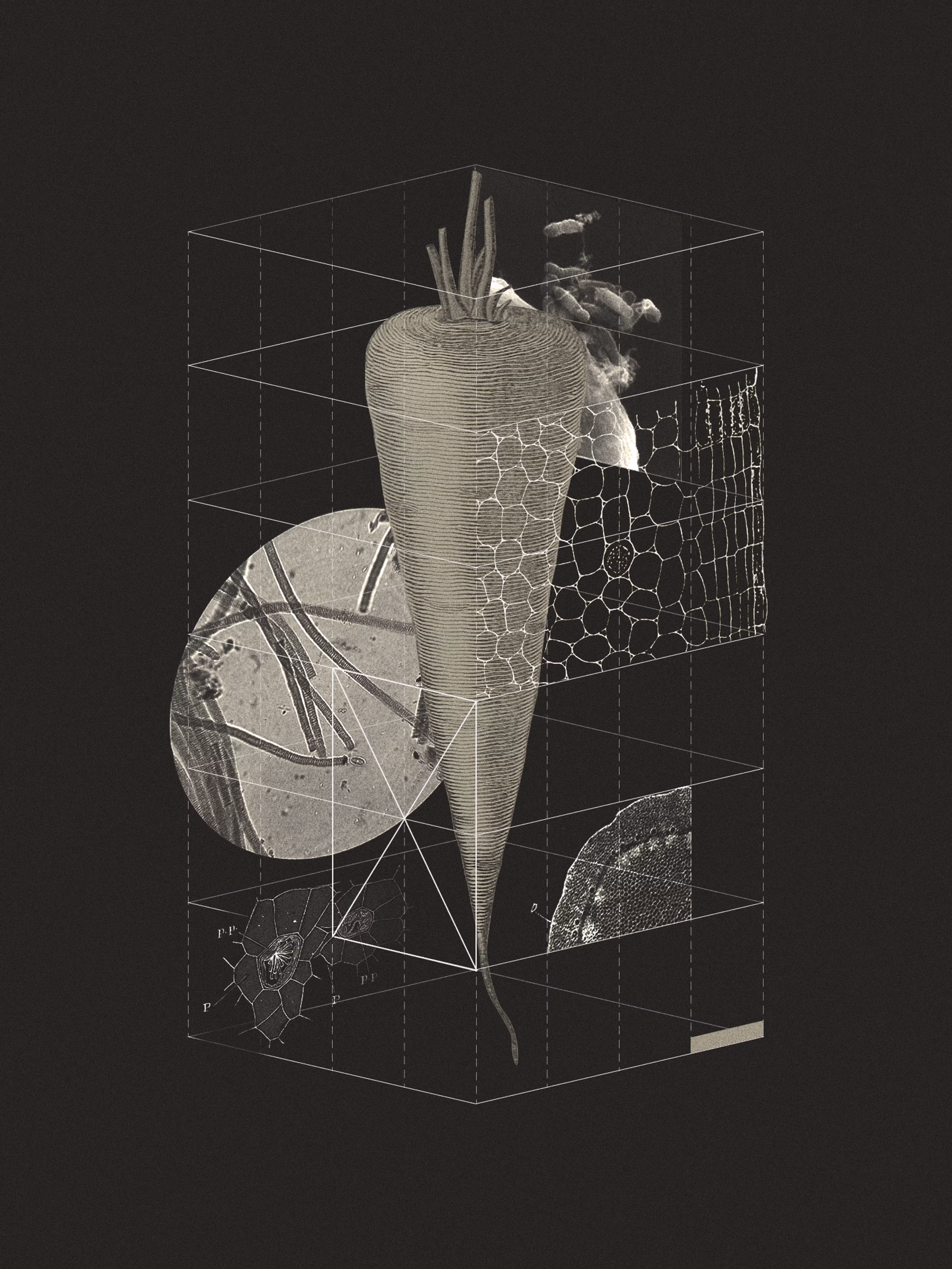 Scientific illustration of a carrot showing its structure with microscopic cell patterns and a geometric 3D grid overlay.