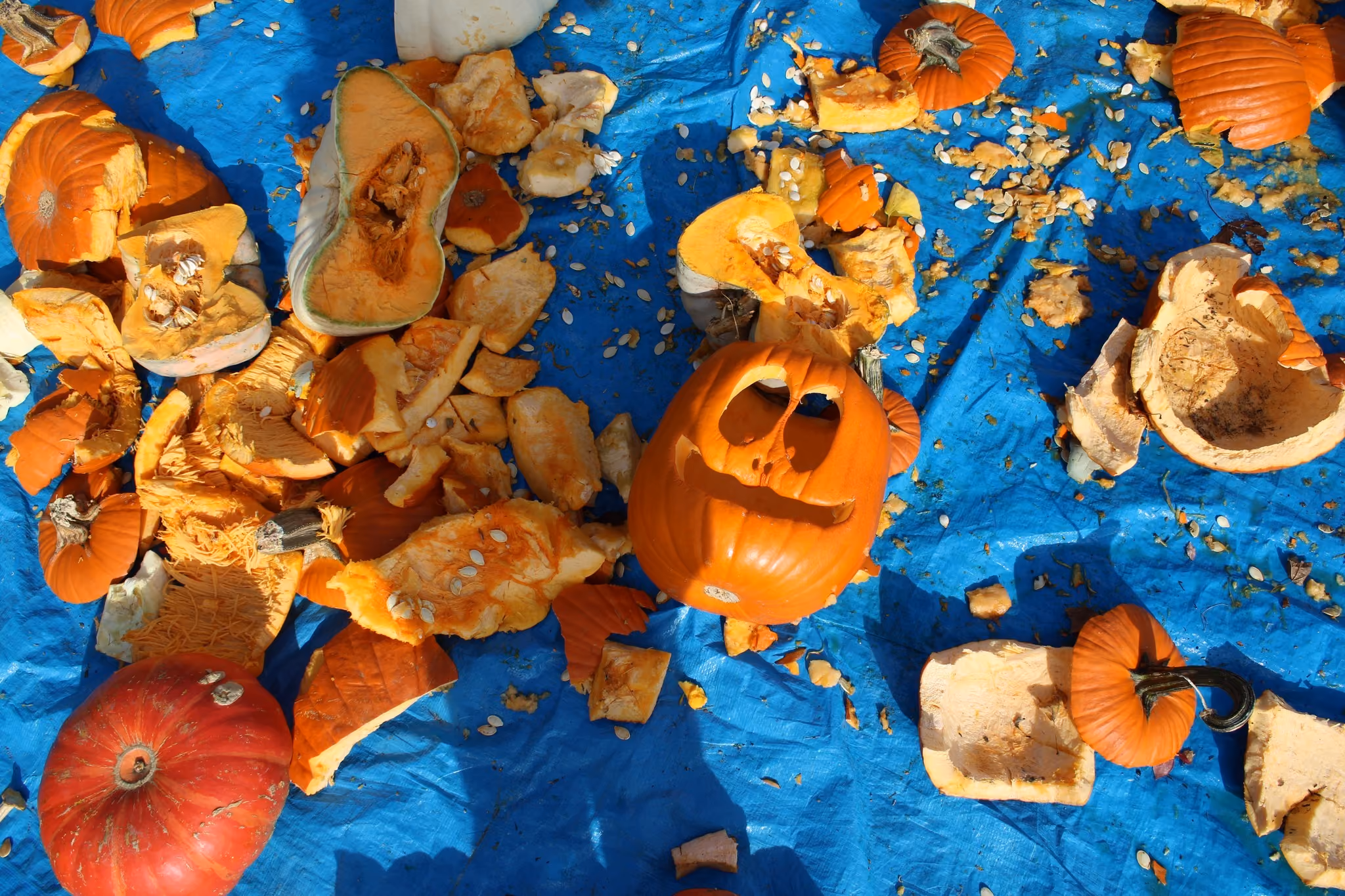 Carved and broken pumpkins scattered on a blue tarp, including one orange jack-o'-lantern with a smiling face and hollow eyes among pumpkin seeds and pieces.