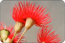 Native Australian plant