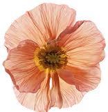 A pink poppy flower
