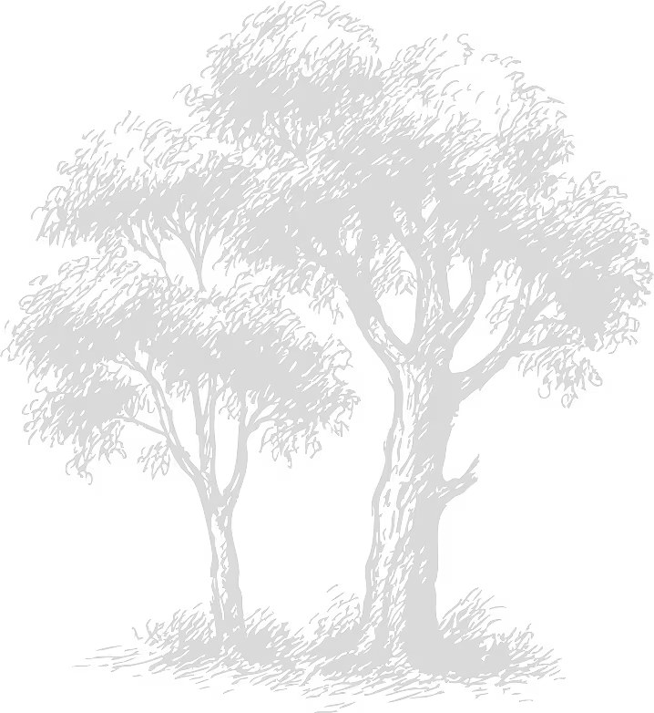 Black and white sketch of two leafy trees with detailed branches and foliage.