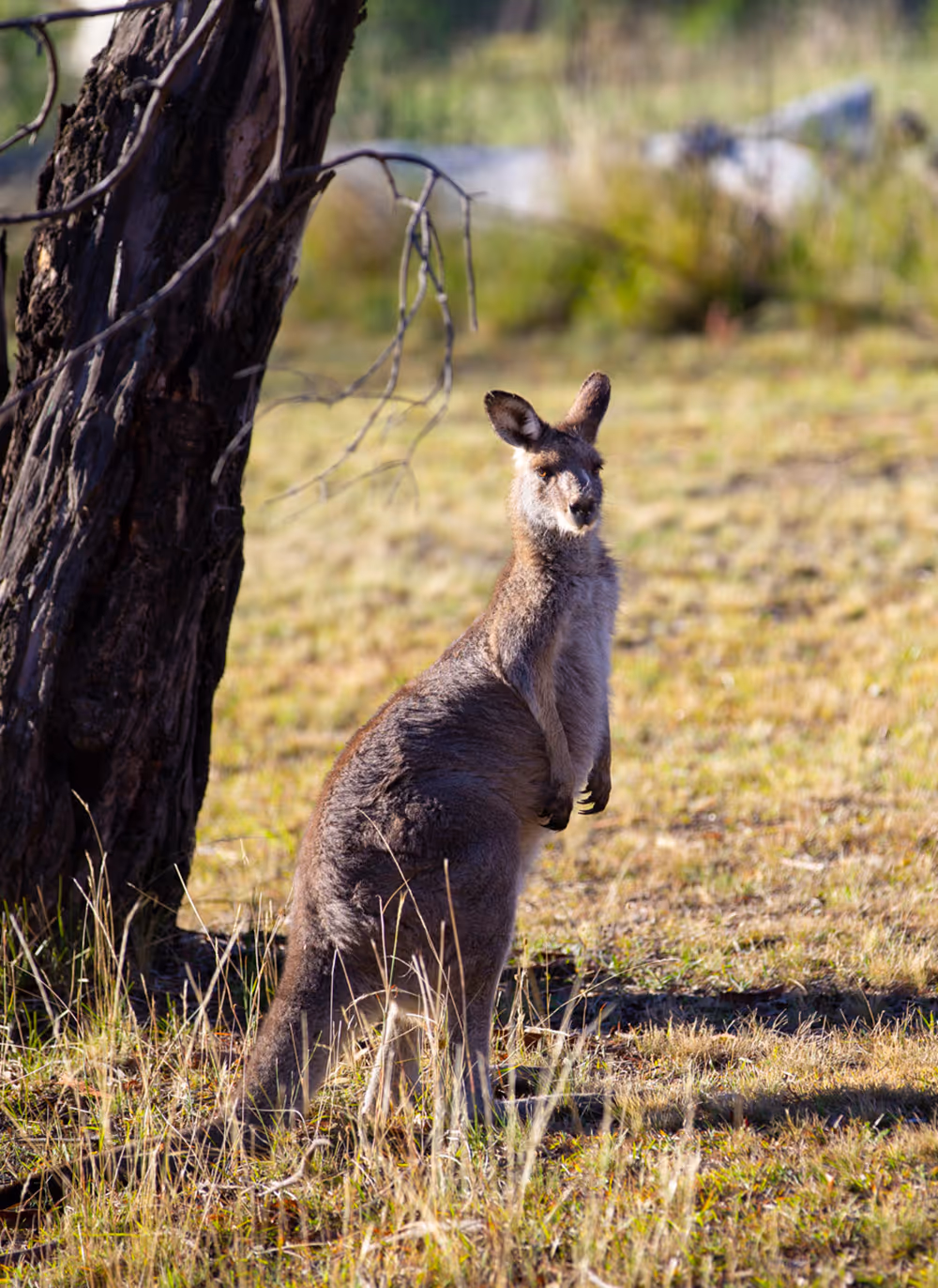 Kangaroo standing on grassy ground next to a tree in a sunlit natural setting.