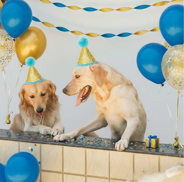 Pet-friendly birthday celebration at K Resort Pondicherry