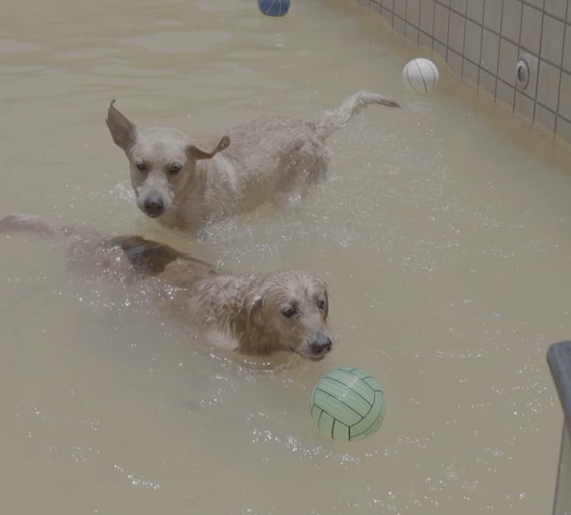Pet friendly villa amenities