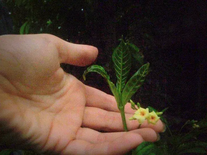 iboga-tree-african-root-bark
