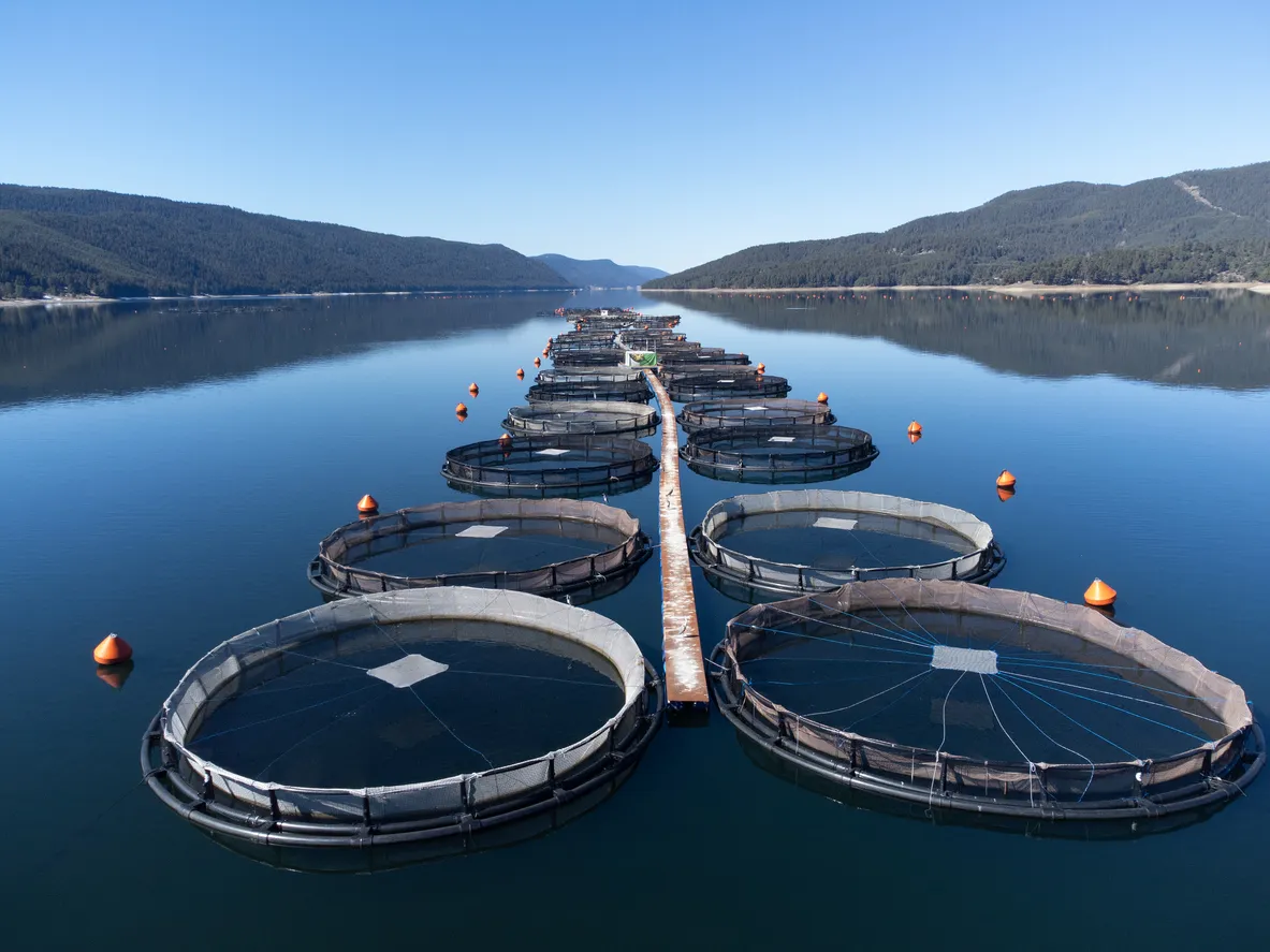A row of circular aquaculture fish farming net pens floating on a calm lake, surrounded by forested mountains under a clear blue sky.