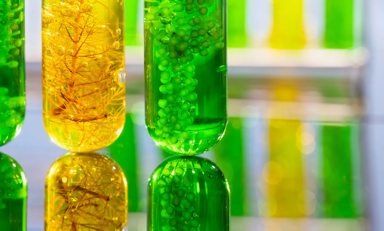 Close-up of laboratory vials filled with vibrant green and yellow liquids containing plant materials and bubbles, reflecting on a glossy surface.
