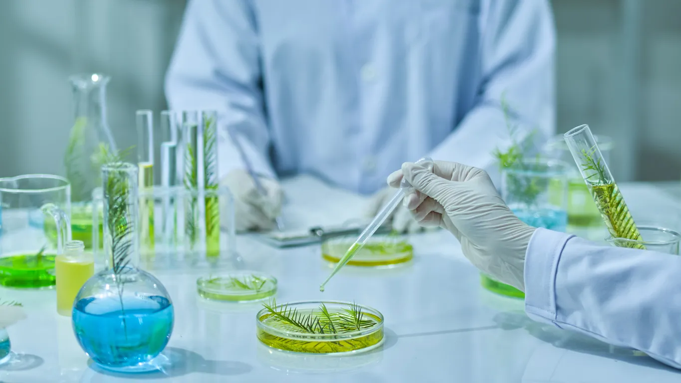 In a laboratory setting, a person in a white coat handles a pipette over a petri dish with green plant samples. Glassware with colorful liquids surrounds them.