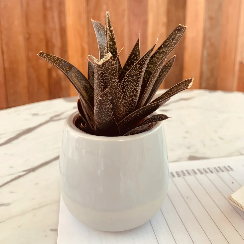 Small Ceramic Pot