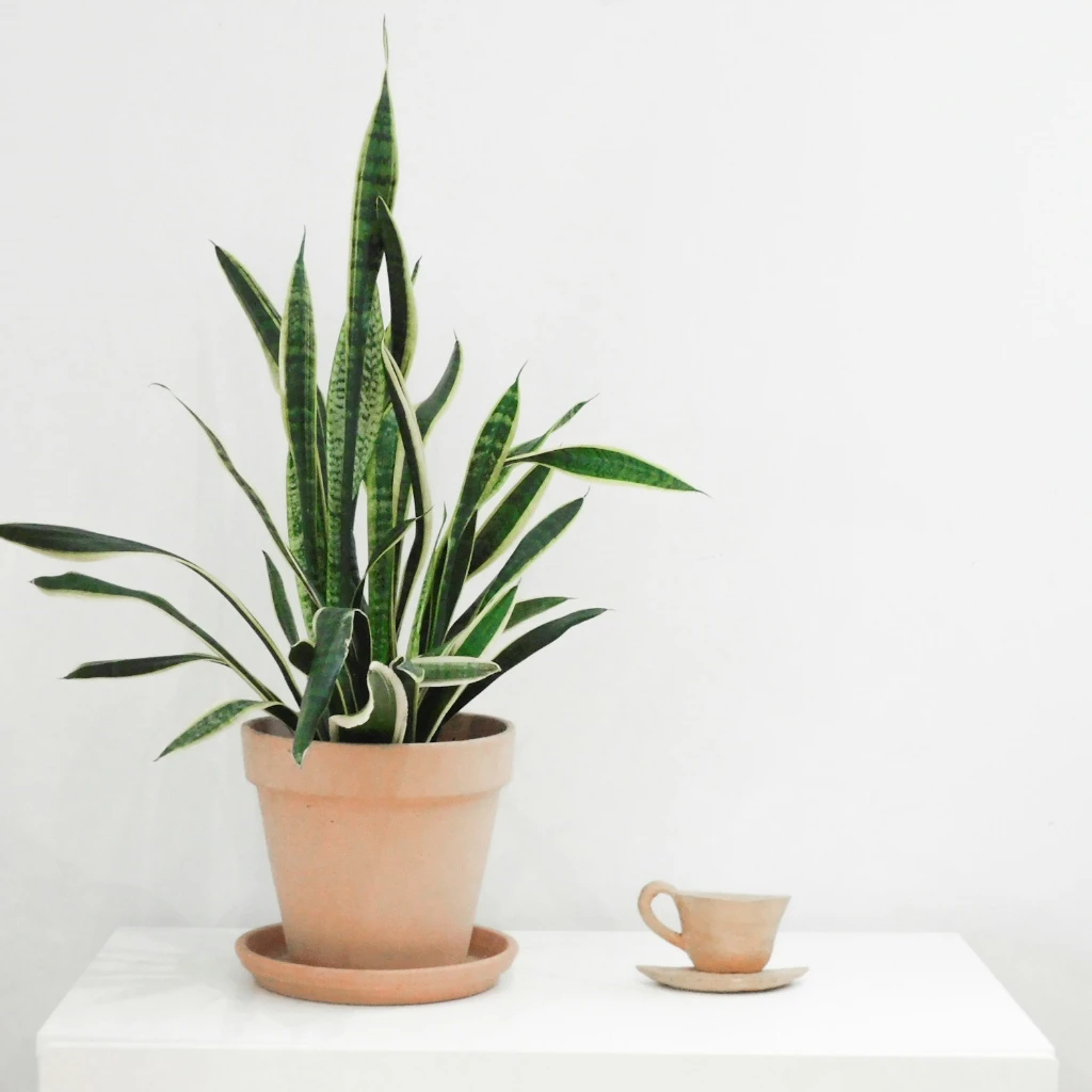 Woven Rattan Pot