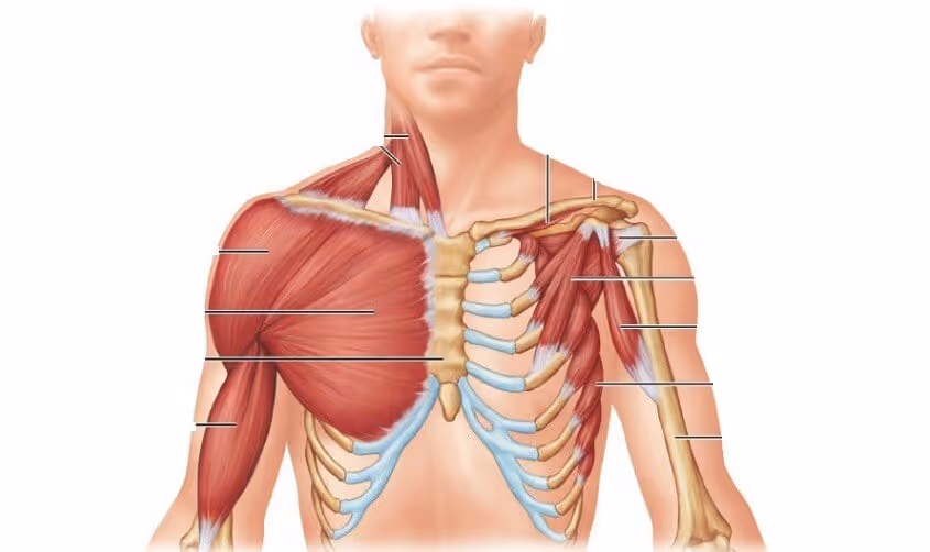 shoulder anatomy