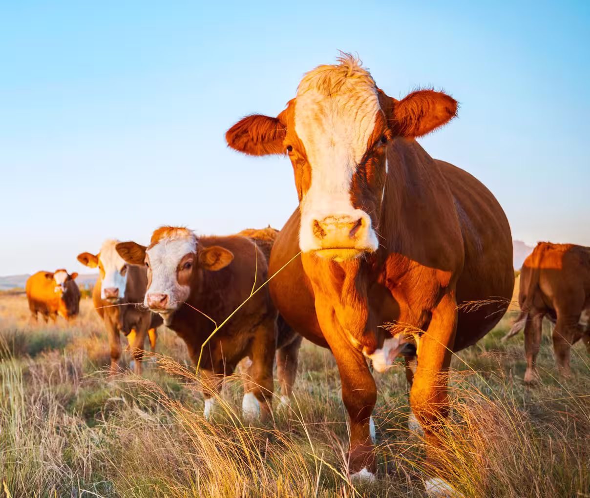 Como a SKYWAVE e a Ranchbot estão proporcionando tempo, economia de custos e tranquilidade para fazendeiros progressistas