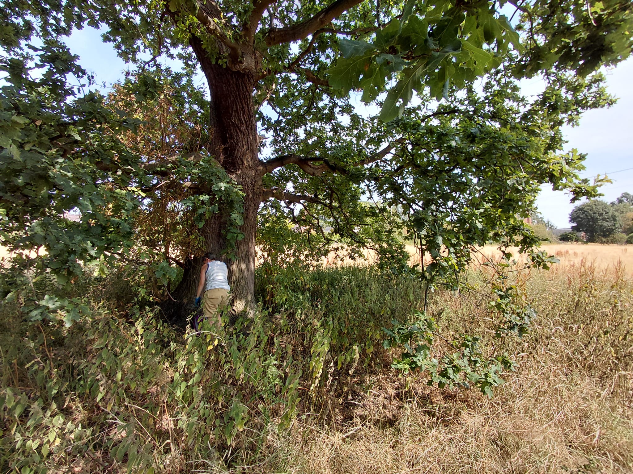 Grove Woods in Drakelow