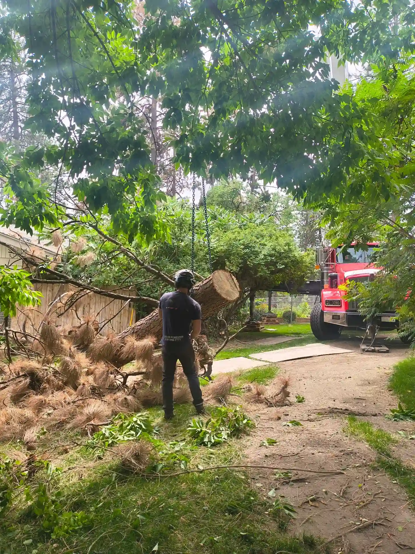 Worker wearing helmet managing a large cut tree trunk being lifted by chains in a green backyard with a red truck nearby.