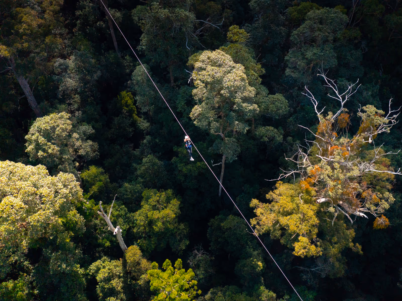 A person zip-lining high above a dense green forest with sunlight filtering through the trees.