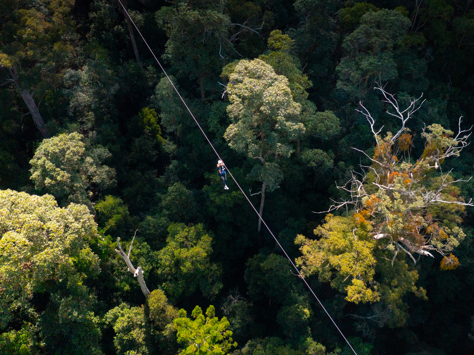 A person zip-lining high above a dense green forest with sunlight filtering through the trees.