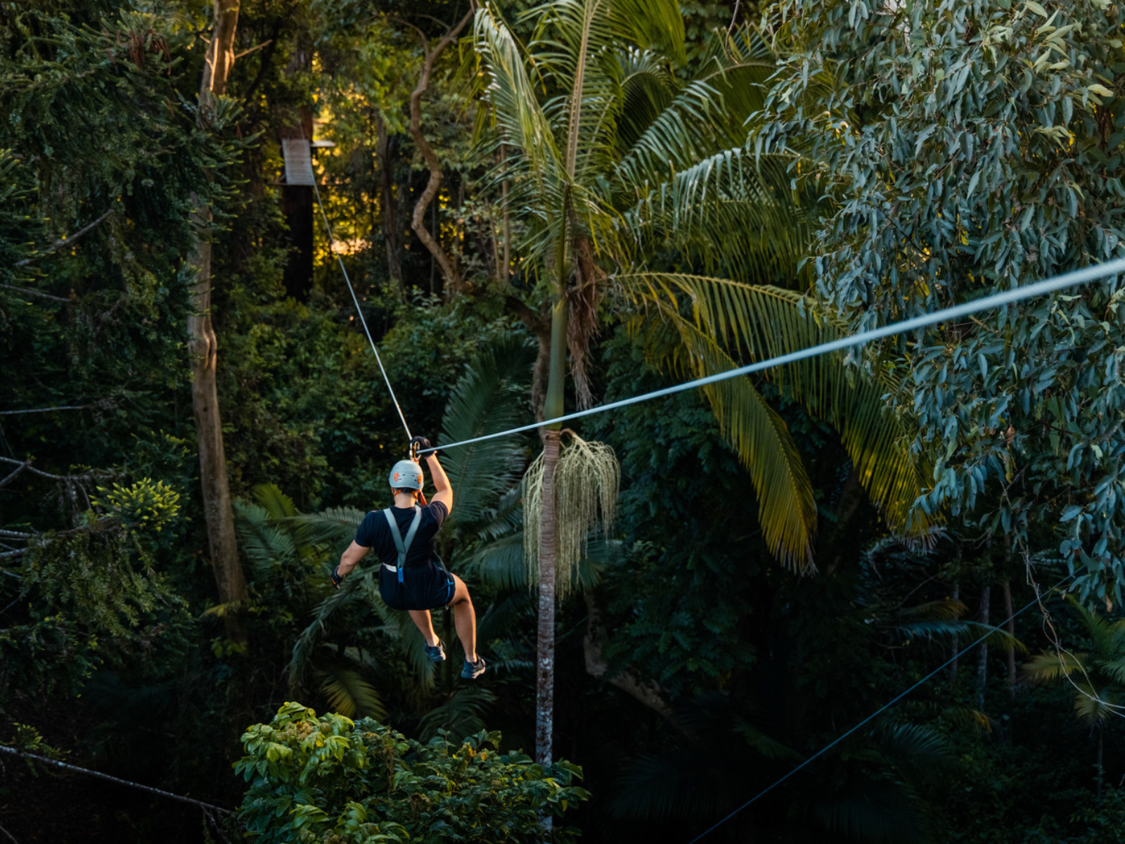 A man ziplining through the forest at our Sunshine Coast TreeTop Challenge