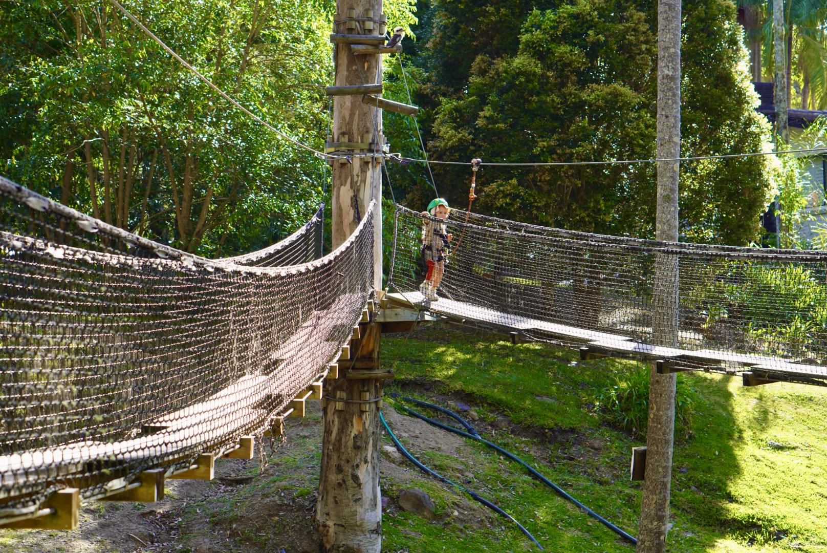 A young child harnessed up crossing a suspension bridge at our Junior TreeTop Challenge at Tamborine Mountain