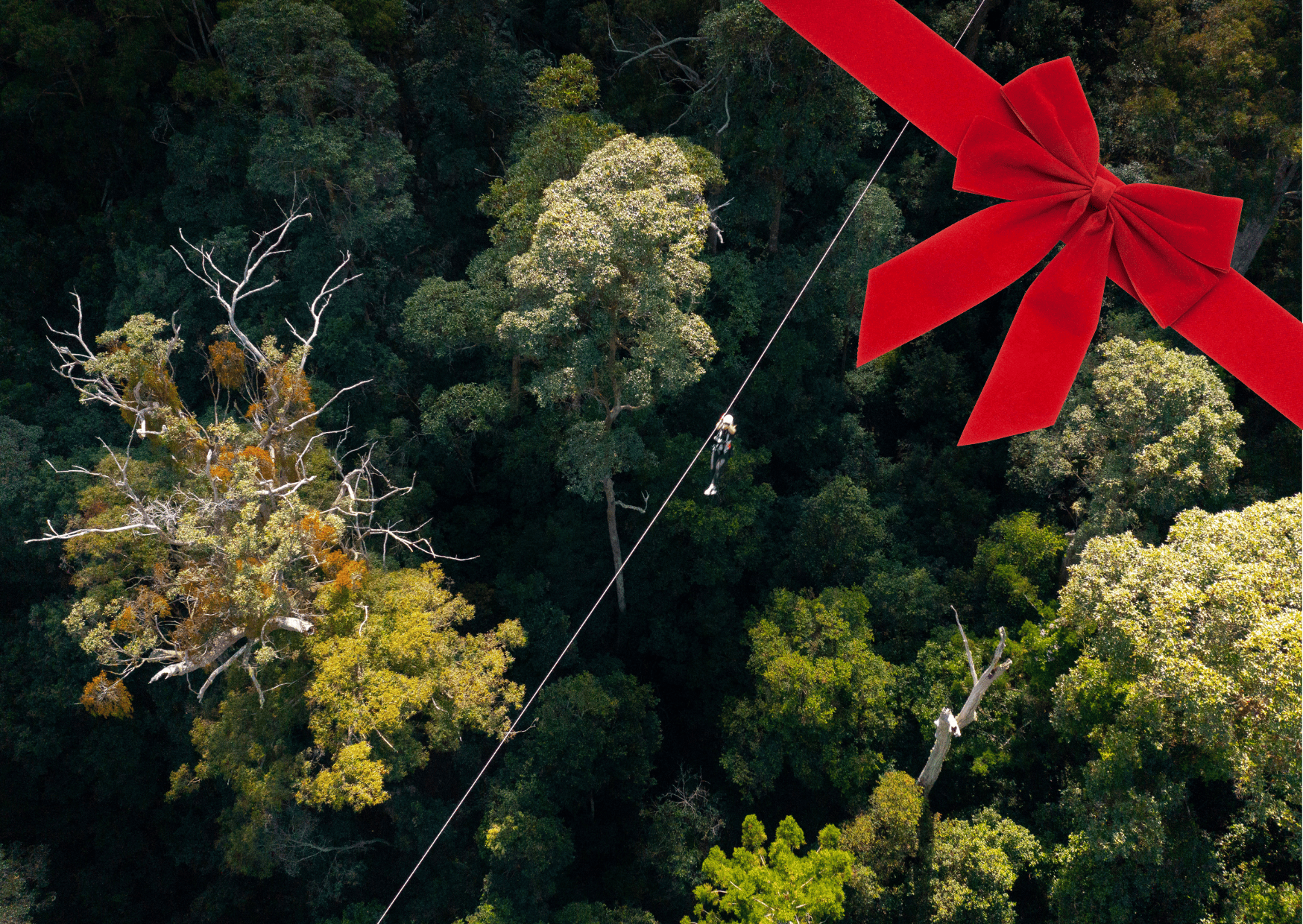 Person wearing harness crossing a suspension bridge at our Sunshine Coast TreeTop Challenge
