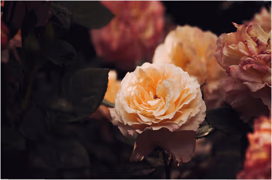 Close-up of soft peach-colored roses with dark green leaves in the background.