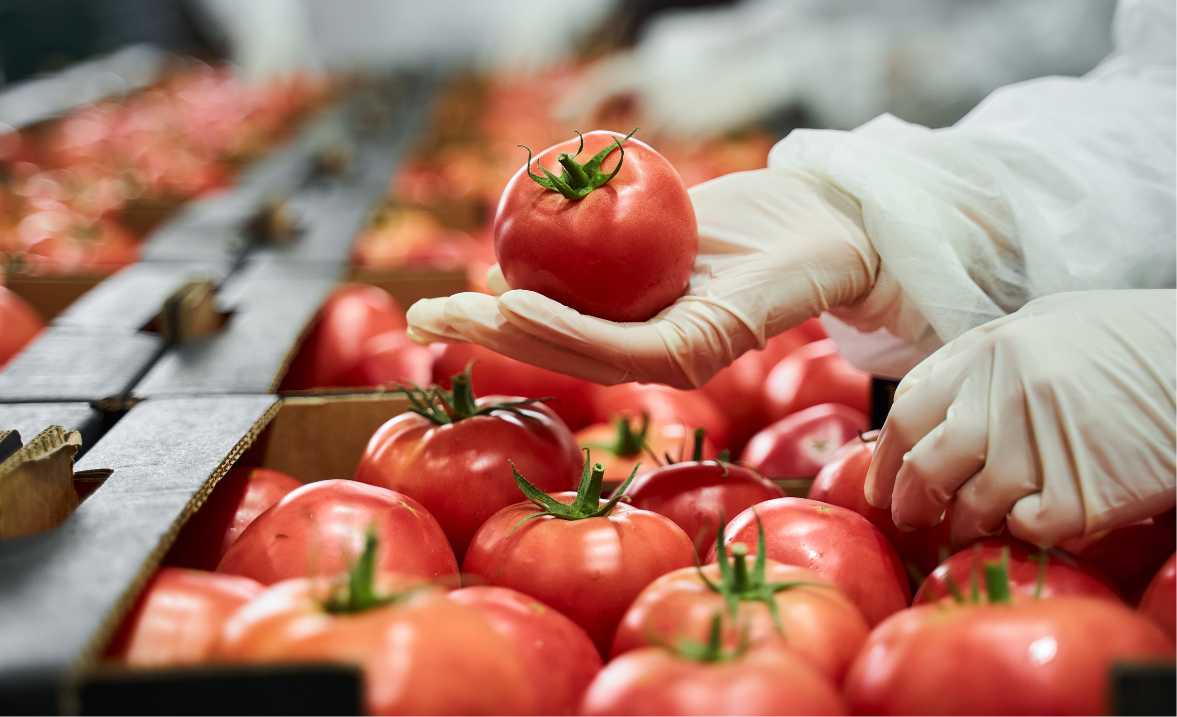 Why Quality Matters in Food Distribution
