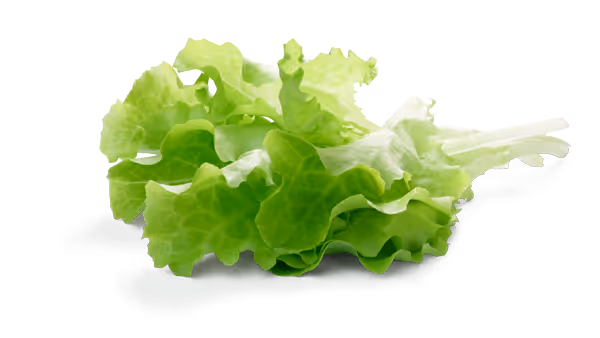 Fresh green lettuce icon representing Sally Salad’s garden-fresh ingredients.