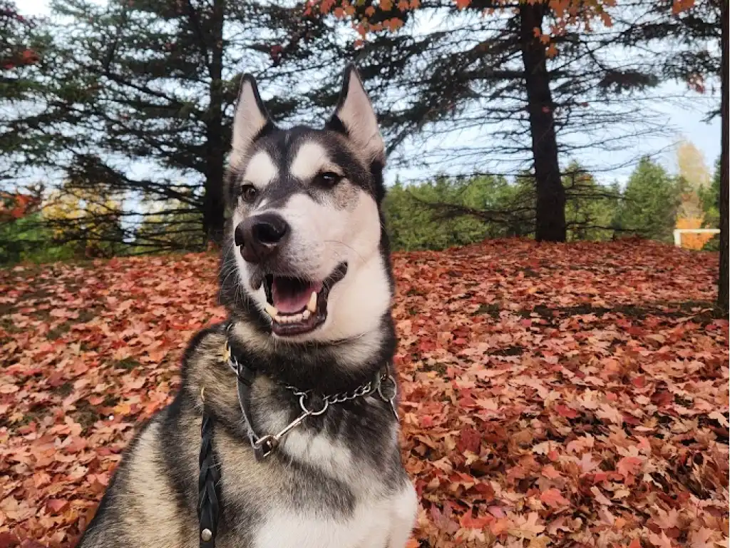 Husky dog playing on autumn leaves in a forest