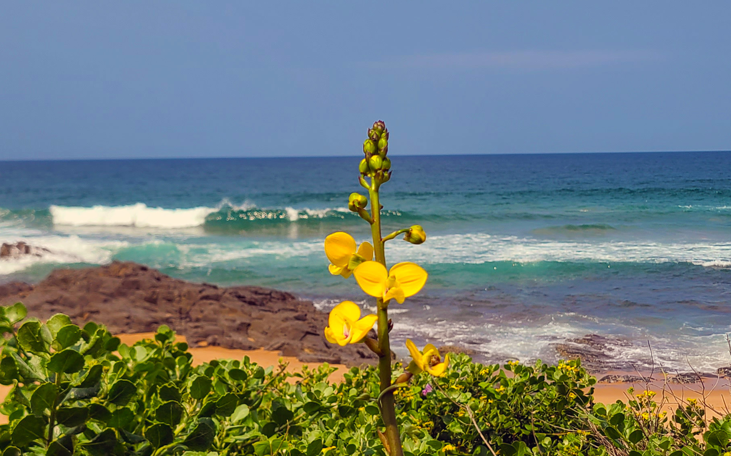 Yellow flowers in green foliage with ocean waves and rocky shoreline in the background under a clear blue sky.