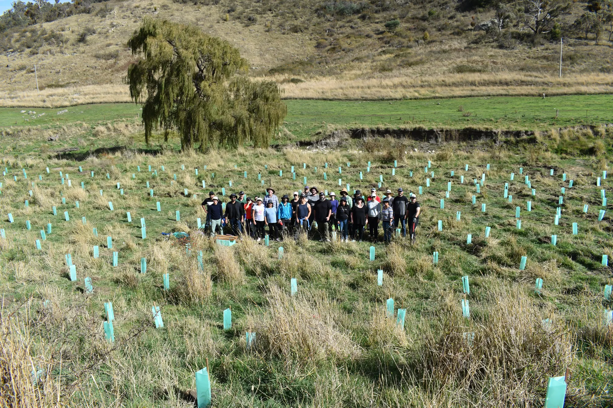 Group of people standing in a grassy field with many small tree saplings protected by blue plastic guards, with a large tree and hills in the background.