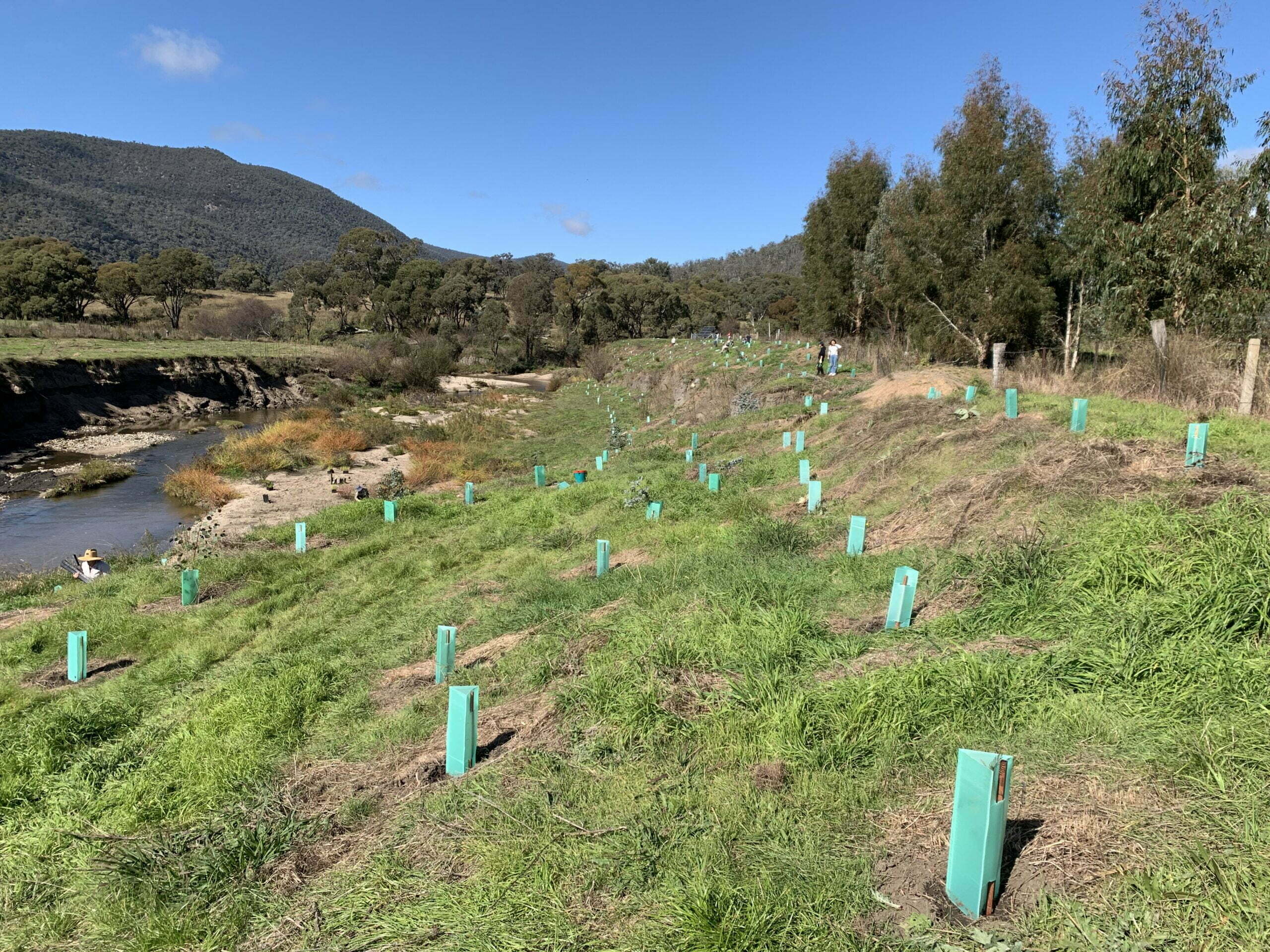 Young plants protected by green tubes planted in rows on a grassy riverbank with trees and hills in the background under a clear blue sky.