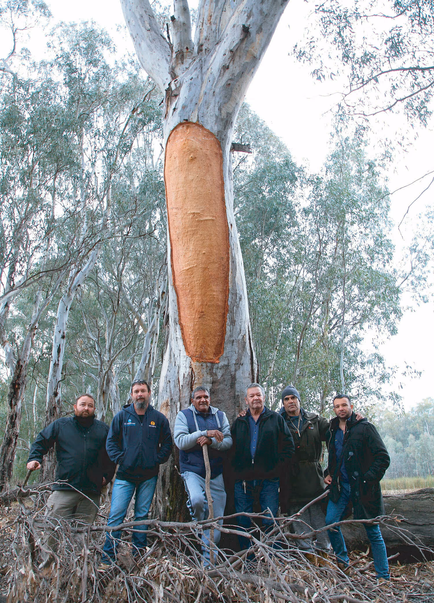 Six men standing in front of a tall eucalyptus tree with a large stripped patch of bark in a forest.