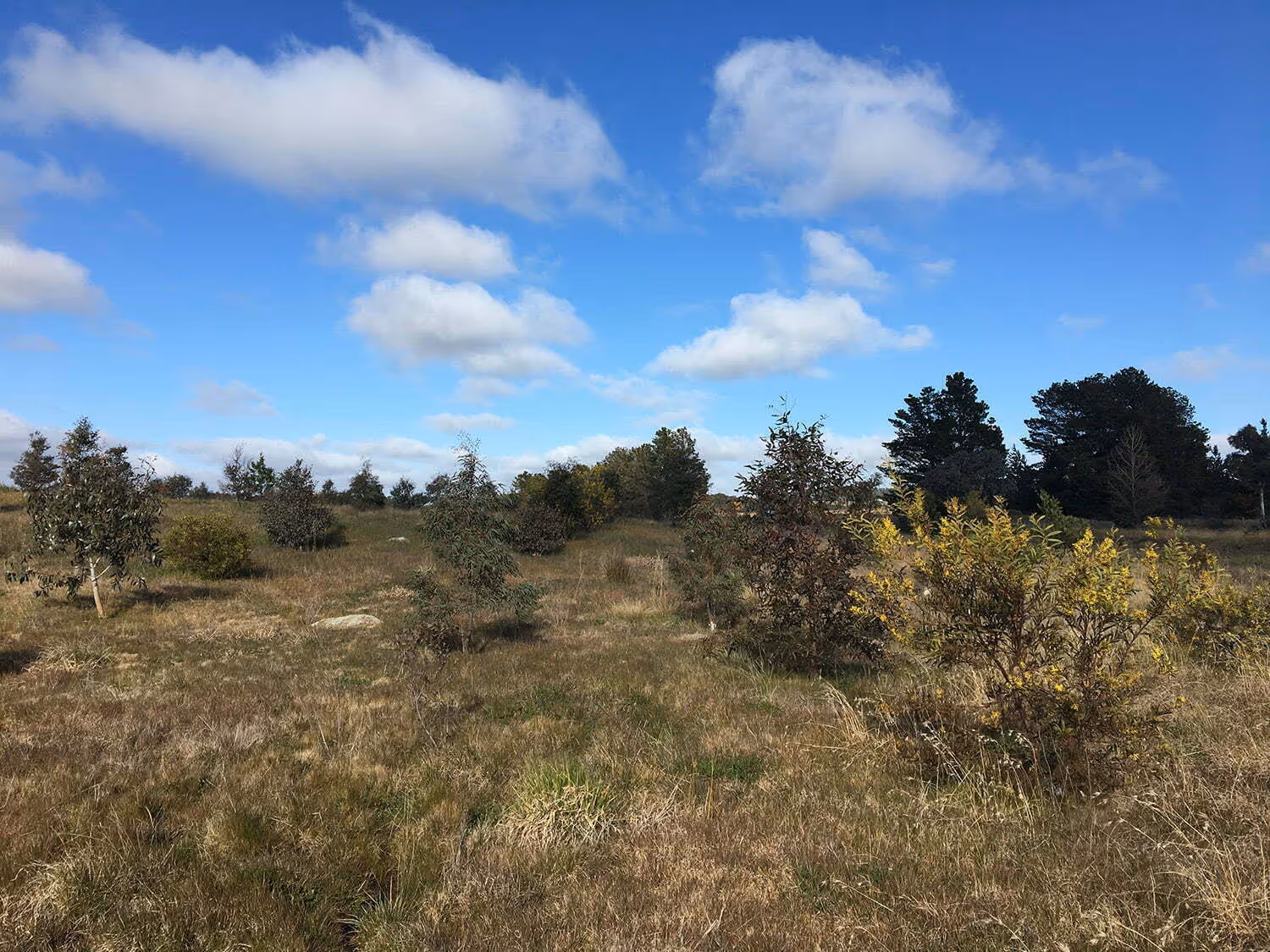 Open field with dry grass and small scattered bushes under a blue sky with scattered clouds.