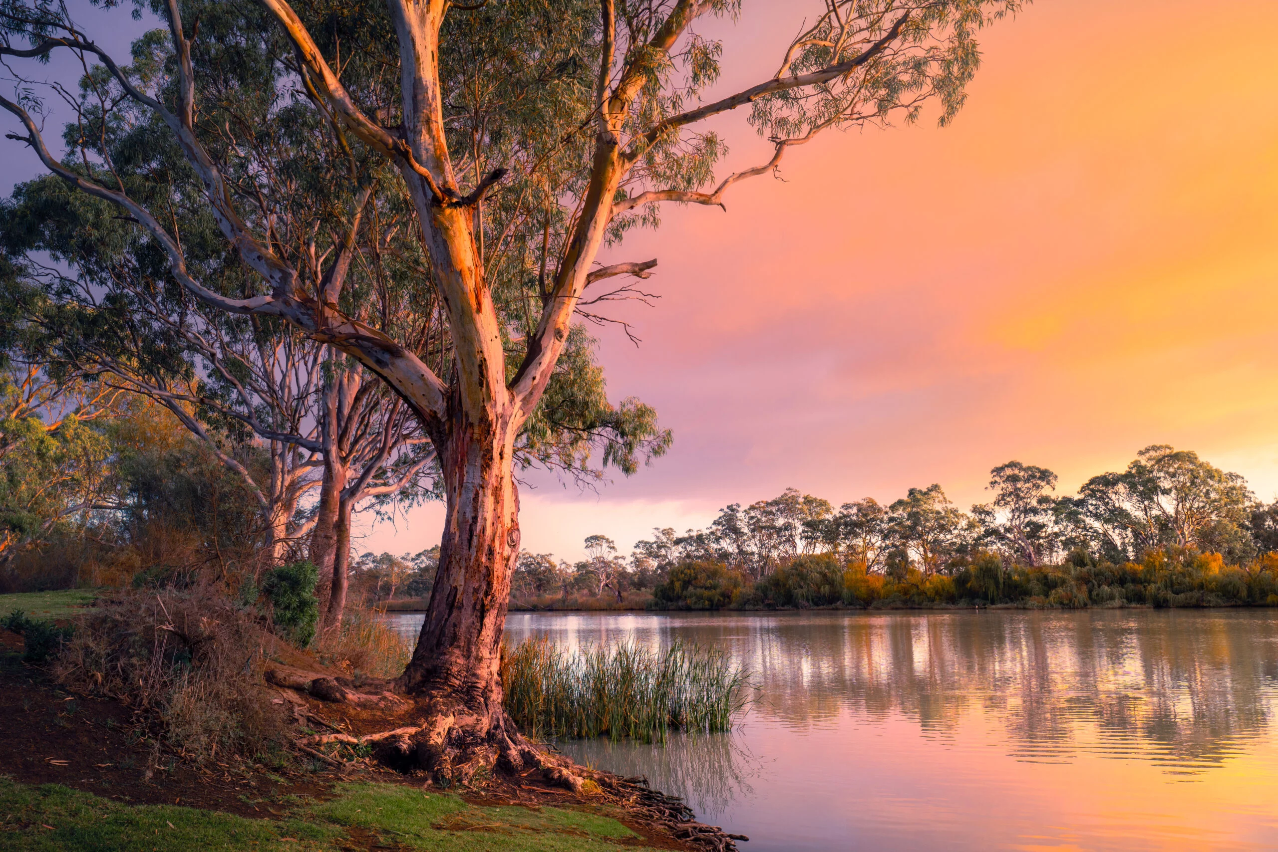 Large tree with exposed roots beside calm river at sunset with colorful sky and distant treeline.